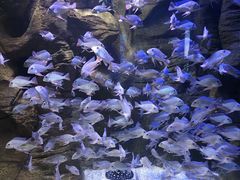 -成都浩海立方海洋公园