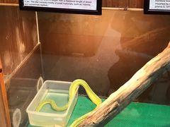 -上海大自然野生昆虫馆(东方明珠·爬宠昆虫探索中心)