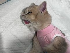 -纳吉亚猫专科动物医院博雅分院