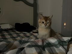 -喵zoo家庭繁育猫舍(尖东智能花园店)
