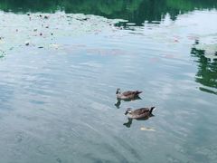 -西湖游船