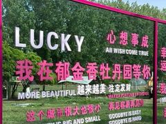 -洛阳郁金香牡丹园