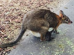 -费瑟代尔野生动物园