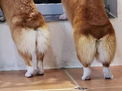 -柯斗斗主题餐厅·狗咖·围炉煮茶·茶饮(国瑞升平里店)