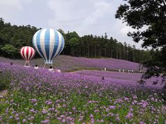 -大塘金香草谷