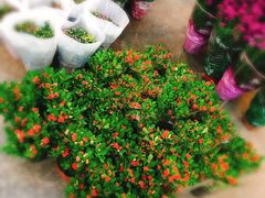 -卜蜂莲花(杨高南路店)