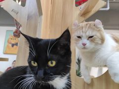 -Heymao猫咖.咖啡厅(东门店)