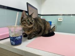 -嘉馨宠物医院·CT影像转诊·心脏科·犬猫全科诊疗中心(下沙大学城院区)
