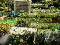 -龙大花卉苗木市场