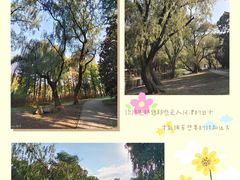 -上海共青森林公园