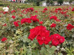 -镇坪县曙坪小学