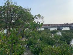 -宝安西湾红树林湿地公园