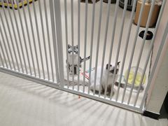 -藏猫猫咖啡主题馆(中央大道店)