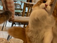 -IYO矮哟猫主题休闲馆·猫咖(南山店)