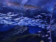 -海合安武汉极地海洋公园