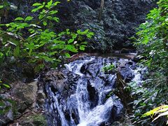 -莫里热带雨林景区