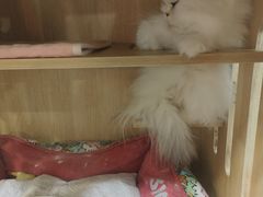 -炒码先生·韩餐炸鸡披萨(西塔店)