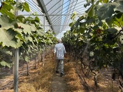 -马陆小张葡萄园农家乐