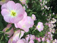 iphone_upload_pic-景山公园