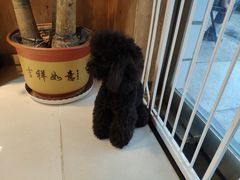 -精灵岛宠物生活馆(洪泽花园店)