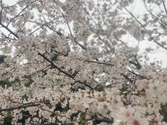 -武汉大学-樱园