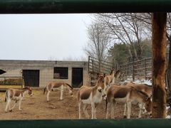 -青藏高原野生动物园