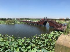 -荷塘月色湿地公园·向阳花洲