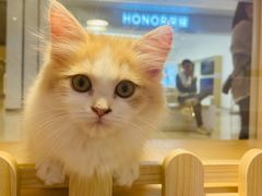 -爪爪喵星球·猫舍(前海卓越店)