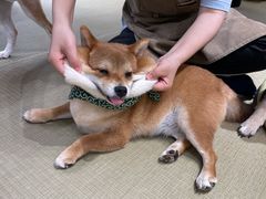 -逗柴咖啡屋·狗咖猫咖宠物桌游