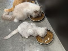 -瞄一喵猫咖(格力海岸店)