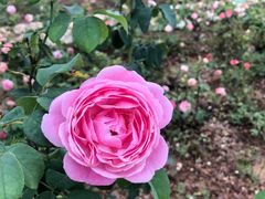 -松山湖梦幻百花洲
