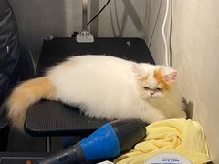 -PETKIT小佩宠物·低压洗护(国顺东路店)