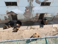 -青藏高原野生动物园