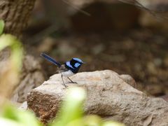 -威勒比开放式动物园