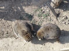 -石家庄市动物园