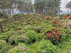 -南山植物园