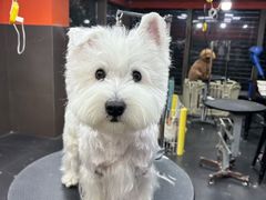 -宠宠熊宠物美容(星湖街店)