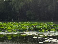 -北陵公园
