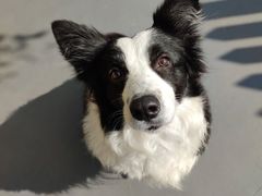 -宠物之家Pets Home 宠物寄养酒店