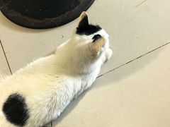 -平行世界·猫咖(首经贸店)