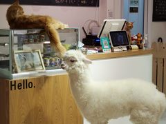 -Heymao猫咖.咖啡厅(东门店)