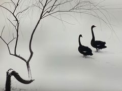 -BLACKSWAN黑天鹅(环球店)