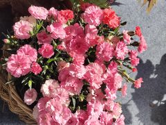 -深圳市中科院仙湖植物园