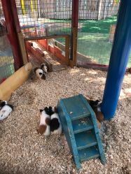 -萌宠亲子动物乐园(槐房万达店)