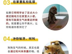 -喜多萌中农锦绣动物医院24H·猫科·牙科MRI·CT