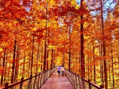 -黄海国家森林公园