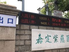 -嘉定紫藤园