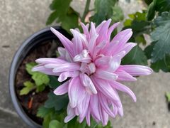 -菊花台公园