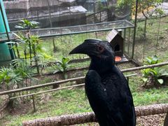 -吉隆坡雀鸟公园
