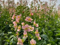 -中国天府农业博览园